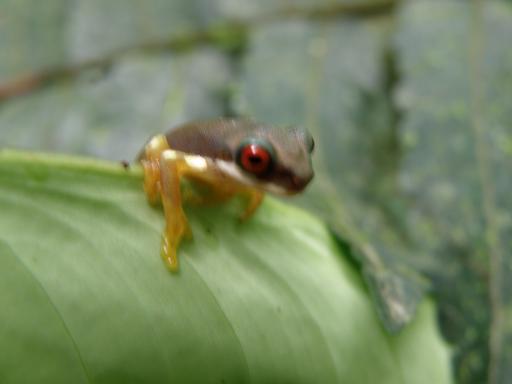 frog