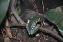 Froggie