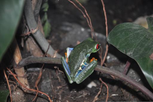 Froggie