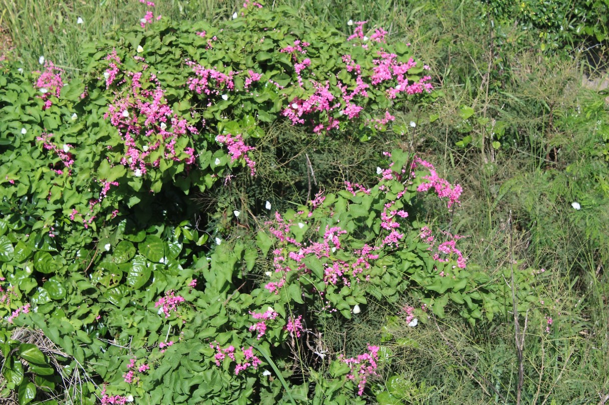 Struik met vlinders (géén vlinderstruik)