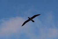 Vogel bij vertrek (welke?)