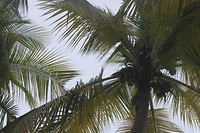 Kokosnoten