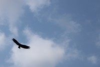 Gier (Vulture volgens medereizigers)