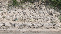 Iguana op de kust