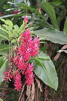 Bloemen 2