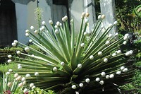 Eiercactus?
