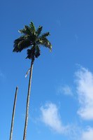 Palmboom