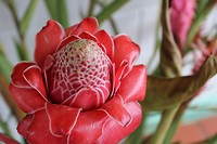 Bloem