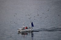 Thuiskomende vissersboot met begeleidend gevogelte