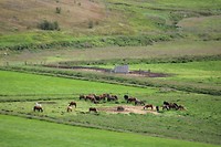 De beroemde IJslandse paarden