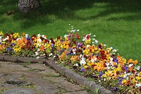 IJslandse blommen