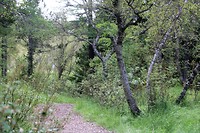 In het bos 1