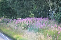 Ook hier fireweed