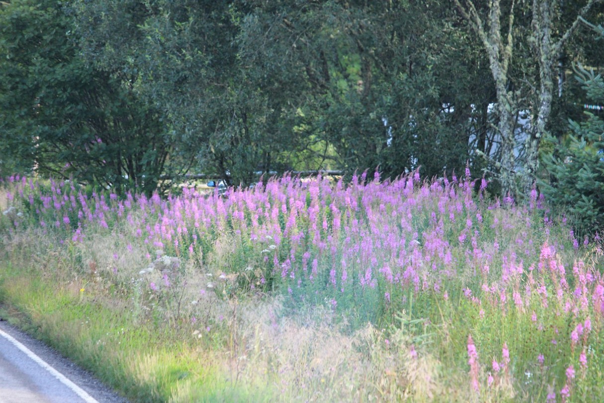 Ook hier fireweed