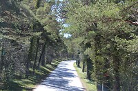 Weggetje in Gotland