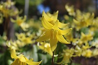 Botanische tuin 1