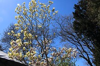 Botanische tuin 4