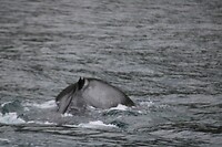 Walvis 1