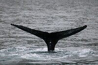 Walvis 2
