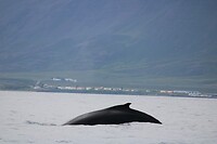 Walvis 4
