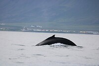 Walvis 5