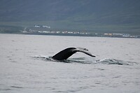 Walvis 6