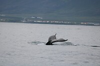 Walvis 7