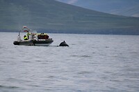 Walvis 9