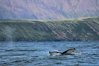 Walvis 8