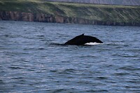 Walvis 3