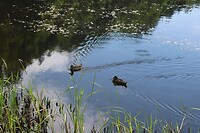 Geen zwanen