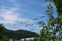 Dezelfde vogels als op de heenweg?