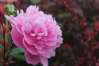 Dan maar een bloem