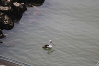 Vogel bij het schip. Pelikaan?