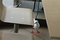 De zeemeeuwen bij McDonald's binnen