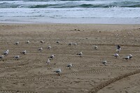 Meeuwen op het strand