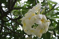 Bloem aan boom