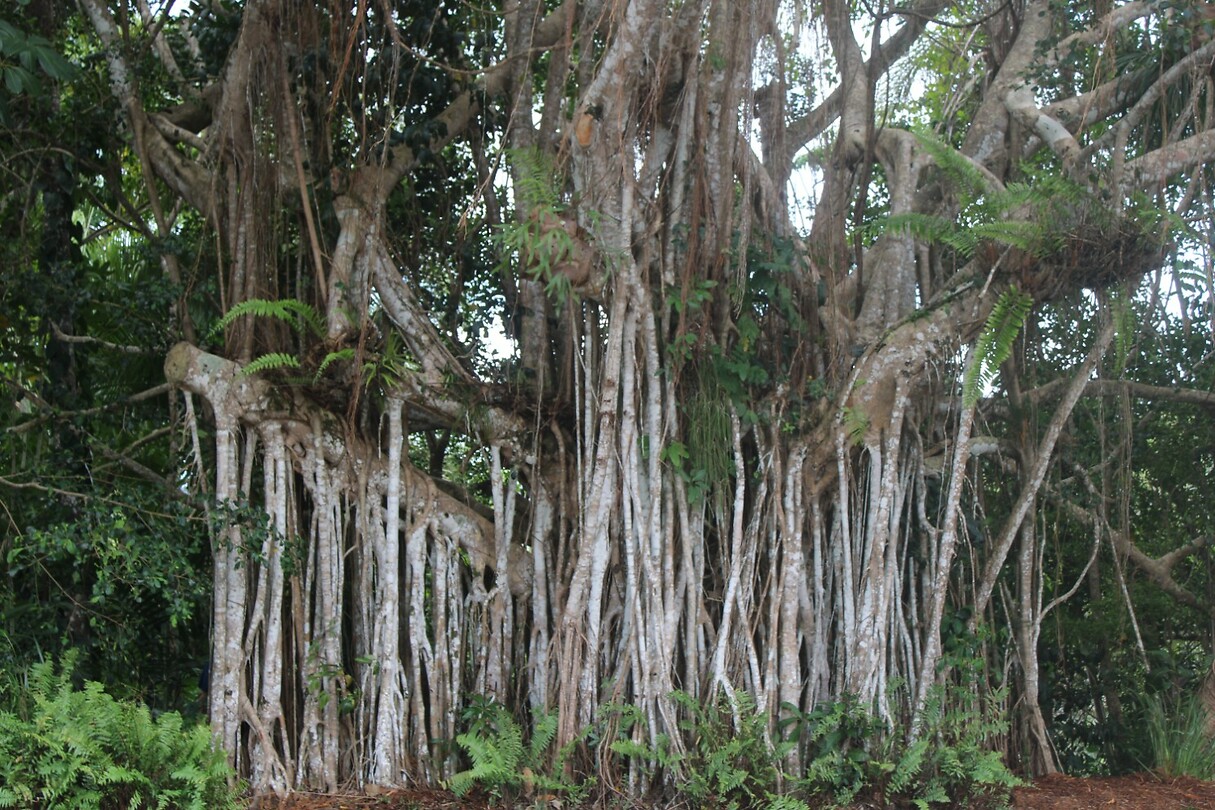Boom in Kuranda