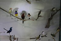 Lokale vogels 1