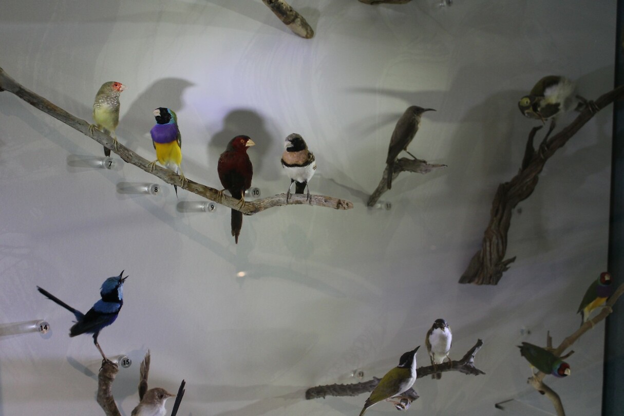 Lokale vogels 1