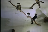 Lokale vogels 2