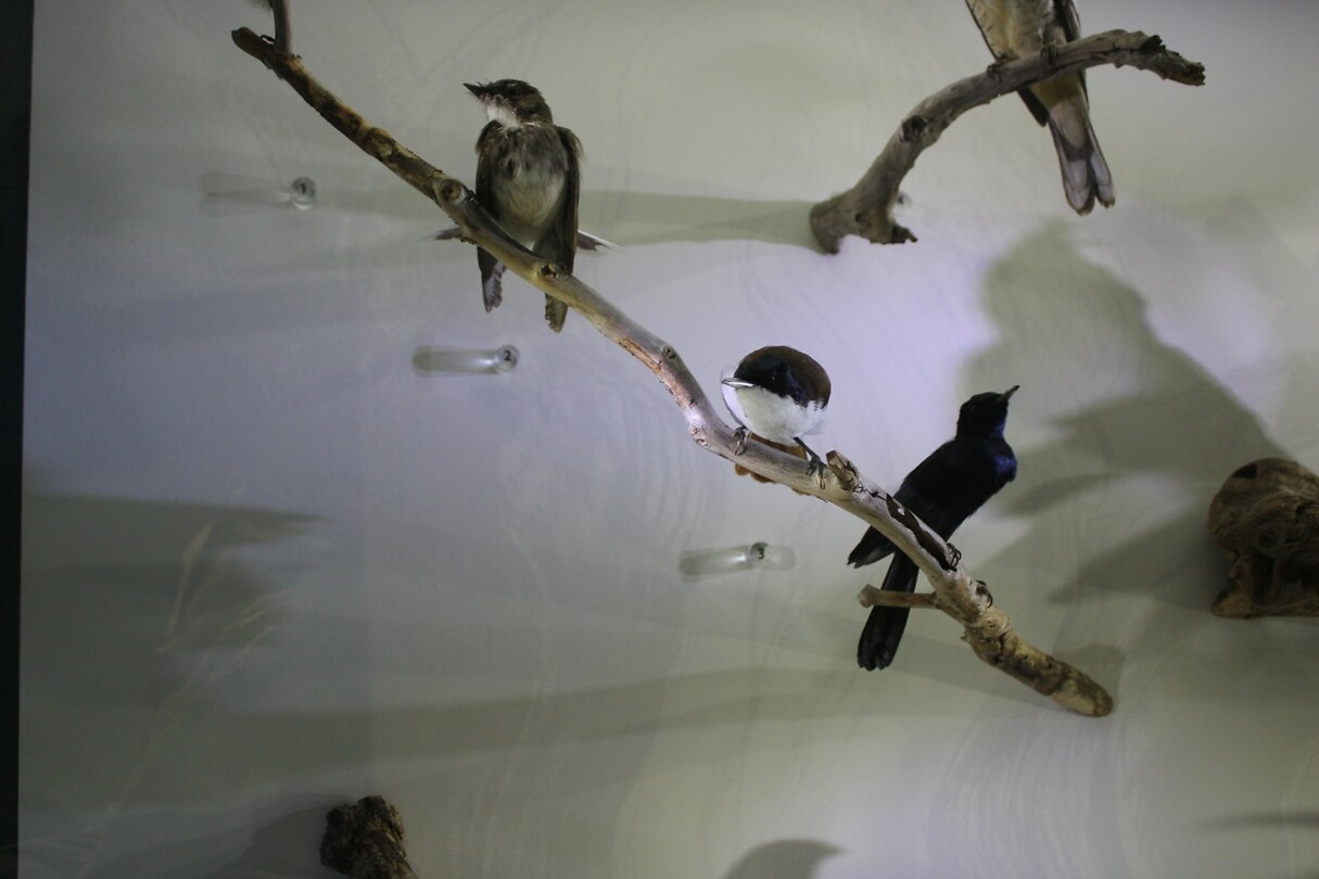 Lokale vogels 2