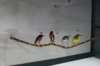 Lokale vogels 3