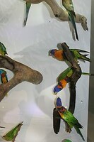 Lokale vogels 4