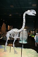 Lokale dinosaurus