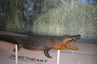 Crocodile 'Sweetheart'