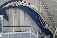 Skelet van een walvis