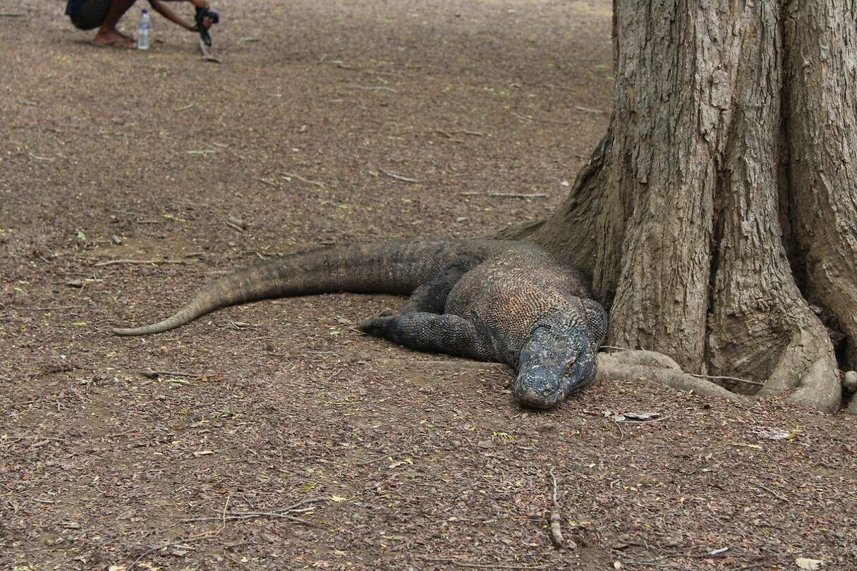 Varaan