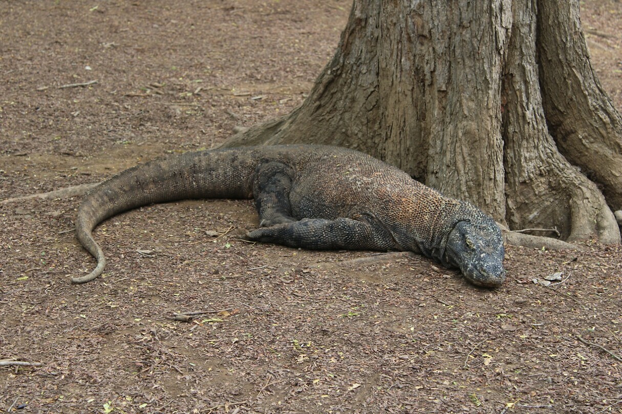 Varaan