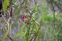 Wilde orchideeën